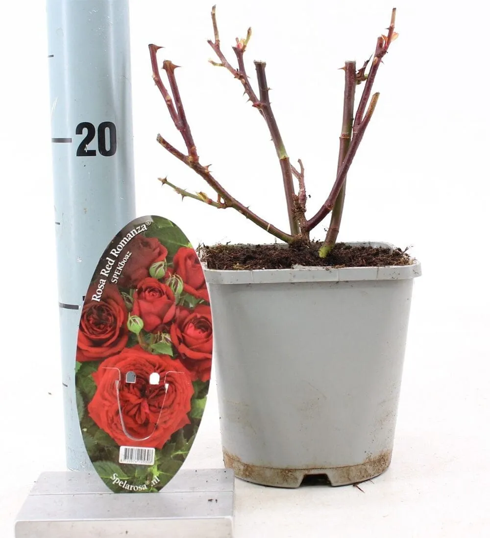 8x Rosa Romanza Red 14cm Pot 10cm Shrub Plant