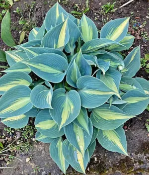 Catherine Hosta