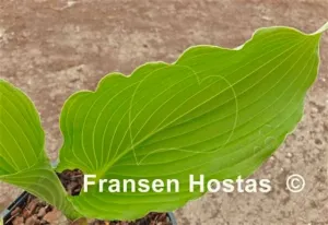 Dancefloor Filler Hosta