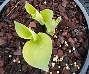 Dixie Ghost Hosta