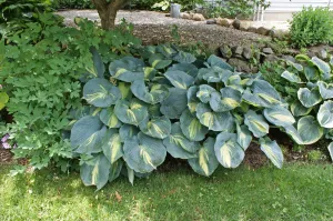 Dream Queen Hosta