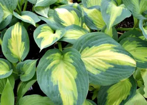 Forbidden Fruit PP24001 Hosta