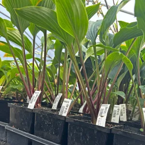 Hear No Evil Hosta