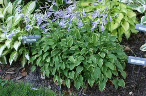 Kinbotan Hosta