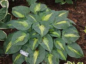 Lakeside Beach Captain Hosta