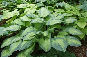 Paul's Glory Hosta