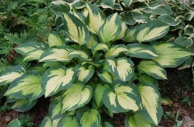 Paul's Glory Hosta