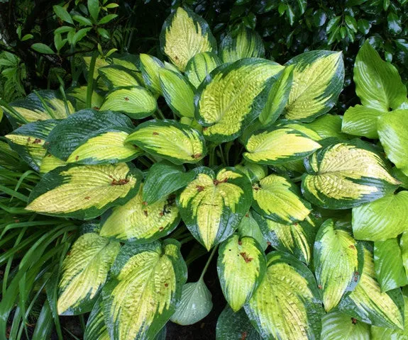 Paul's Glory Hosta