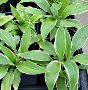 Piccadilly Snow Mound Hosta