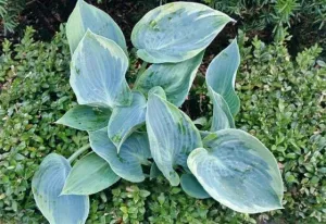 Shadow Seeker Hosta