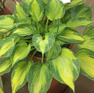 Sister Act PP33468 Hosta