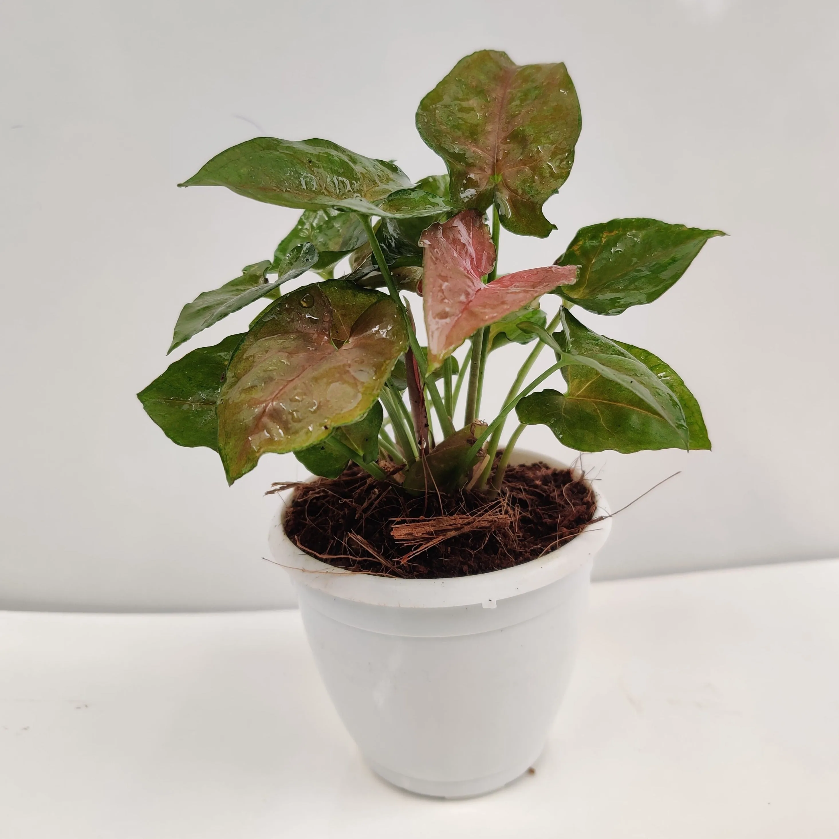 Syngonium Green Brown Color Plant