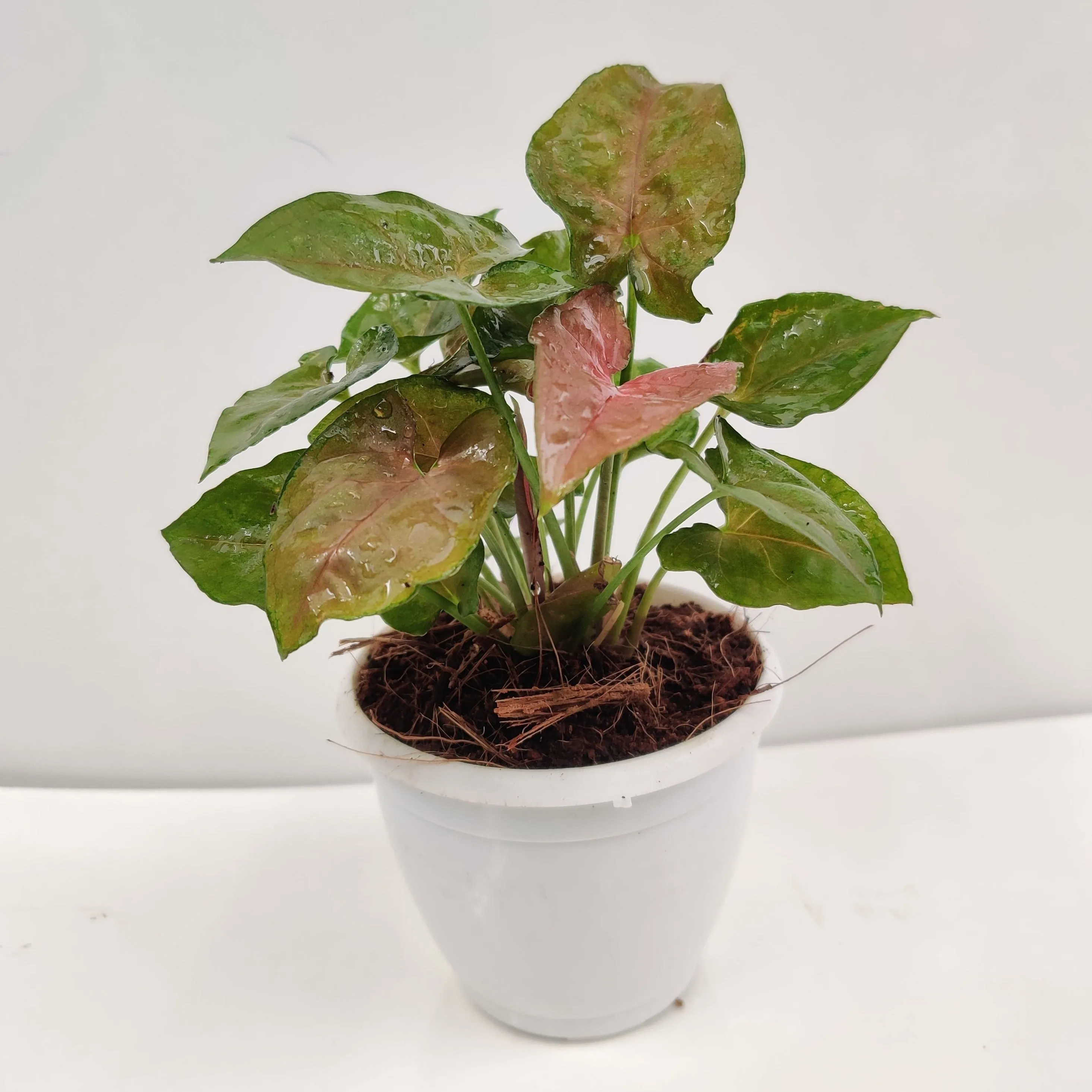 Syngonium Green Brown Color Plant