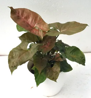 Syngonium Green Brown Color Plant