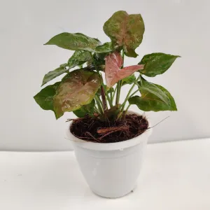 Syngonium Green Brown Color Plant