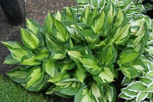 Whirlwind Hosta