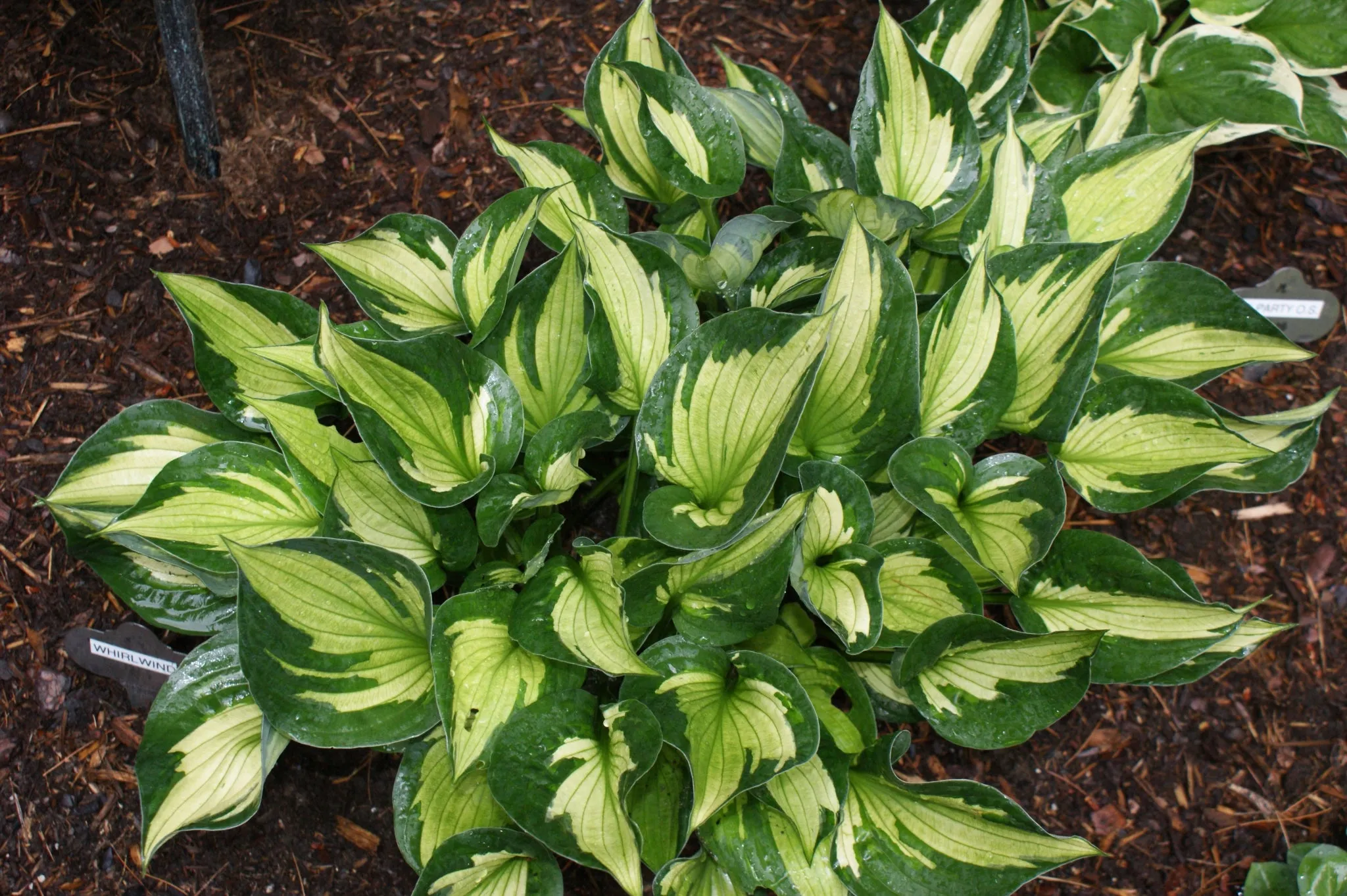 Whirlwind Hosta