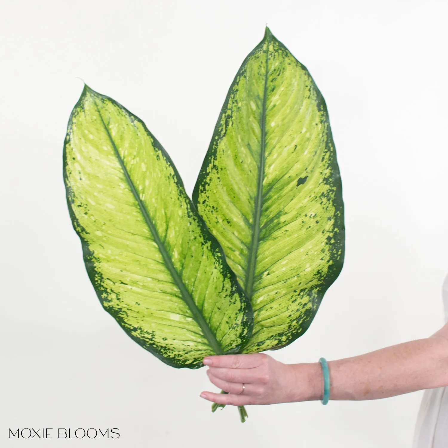 White Dieffenbachia Greenery